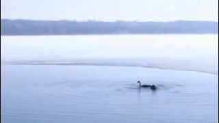 Happy Geese on Lake Minnewaska