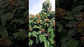 CHÁ DO URUCUM E SEUS BENEFÍCIOS #vidanaroça #plantas#remédionatural#sitio