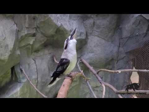 Kookaburra Laughing