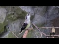 Kookaburra Laughing