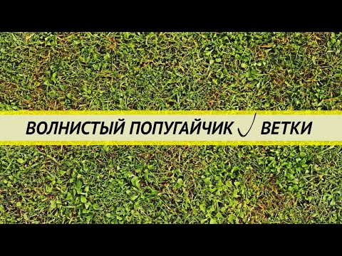 Волнистый попугай. Ветки: какие нужны, какие можно, как собирать, как обрабатывать.