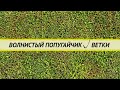 Волнистый попугай. Ветки: какие нужны, какие можно, как собирать, как обрабатывать.