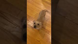 IMG 4463