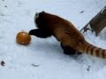 かぼちゃに体当たり☆円山動物園レッサーパンダ