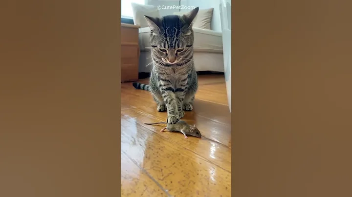 Video 11757401: cat dog animals pets, cat pets cute animals, cats catch, cat mouse, cat cute funny