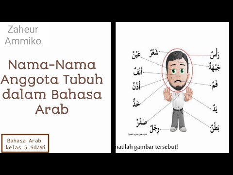 Nama-nama Anggota tubuh dalam bahasa arab