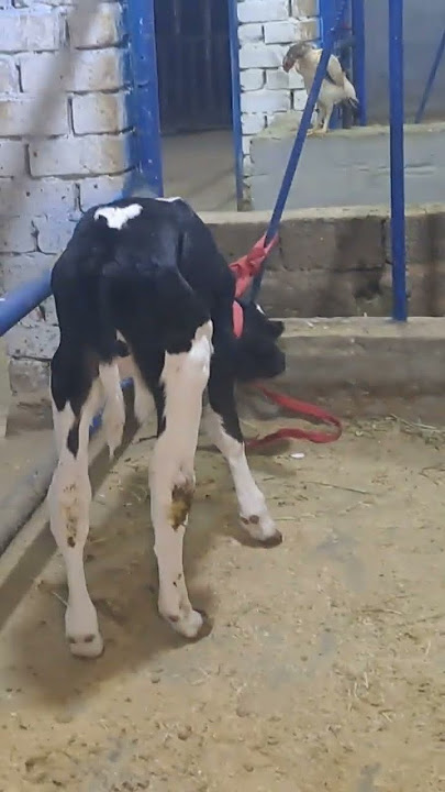 31.08 2025#baraka #cow #qashqirlarmakonipistirma #bismillah #automobile #shayxrahmatullohtermiziy #