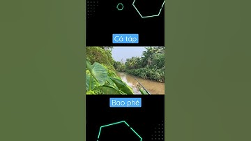 Cận cảnh cá lóc táp mồi | Cá táp mồi |câu cá lóc. ! #caucaloc #cauca #caucagiaitri #fishing #caulure