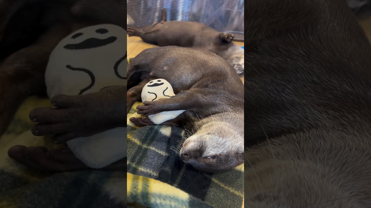 Otter hug his teddy in a deep sleep looks😁😍🦦|Cute Otter 