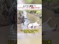 まさかの反撃!? ハイエナ、カバに瞬殺される! #野生動物 #カバ #ハイエナ #サバンナ #野生動画