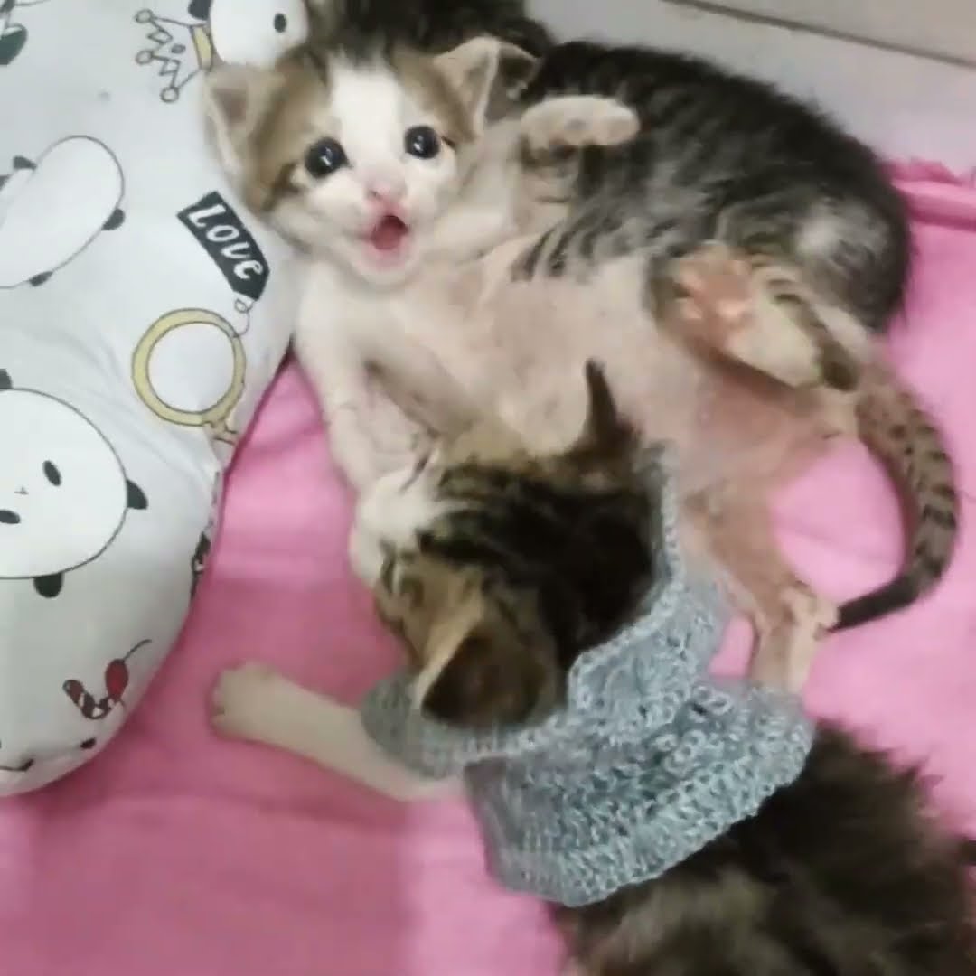 Belle maman avec petite chaton