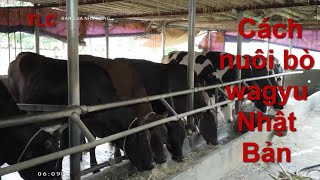 Cách Nuôi Bò Wagyu Nhật Bản