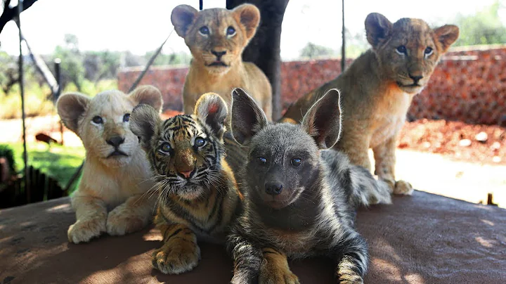 Baby Animals: Baby Lion, Baby Tiger  & Baby Hyena Cub Animal Cuteness! - DayDayNews