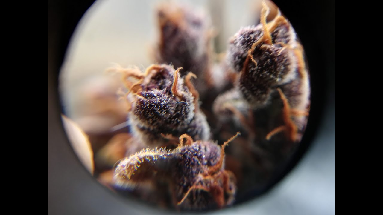 Blackberry auto - Fast Buds     Dutch Passion - Auto Mazar