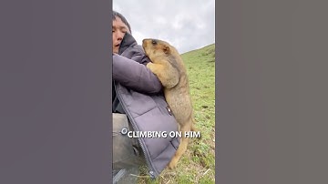His Marmot Friends 🦫
