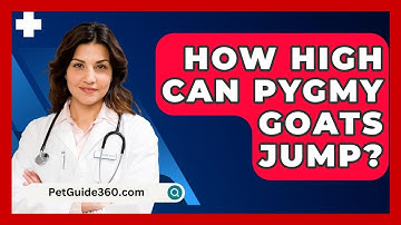 How High Can Pygmy Goats Jump? - PetGuide360.com