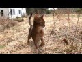 Cats 101 Animal Planet - Abyssinian ** High Quality ** の動画、YouTube動画。