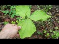 Trillium ovatum in pnw habitat