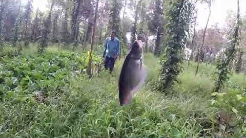 Cắm câu cá Lóc, cá Dầy, cá Thác Lác ven ao vườn Tiêu