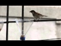 Sparrow looking great