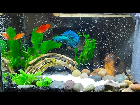 How To Setup Beautiful Betta Fish Tank