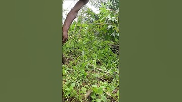Harvesting cassava part 203 #shorts #farming #cassava #nature  #cassavaroots #cassavafarming