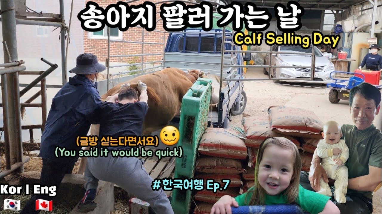 한국여행 (Ep.7)송아지 팔러 가는 날 Calf Selling Day 국제커플 캐나다 육아 브이로그