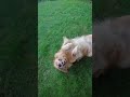 #pets #dog #gopro #skit #adorable #cat #funny