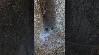 Giant NZ Black Tunnel Web Spider #bigspider #spider #insects #tarantula #interesting #nature