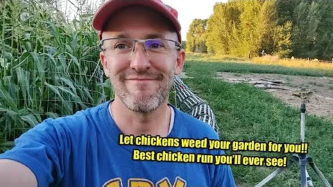 Best chicken tunnel I've seen! Let chickens weed your garden and keep them safe from predators..