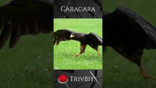 Quick Facts about the Striated Caracara | TrivBits