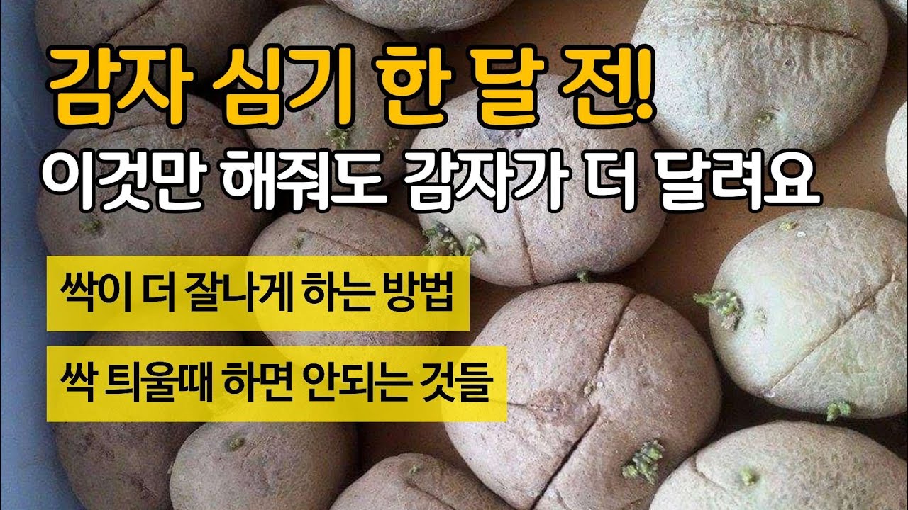 감자 심기 한 달 전! 이것만 잘 해줘도 감자가 더 달려요- 싹이 더 잘나게 하는 방법. 싹 츼울때 하면 안되는 것들