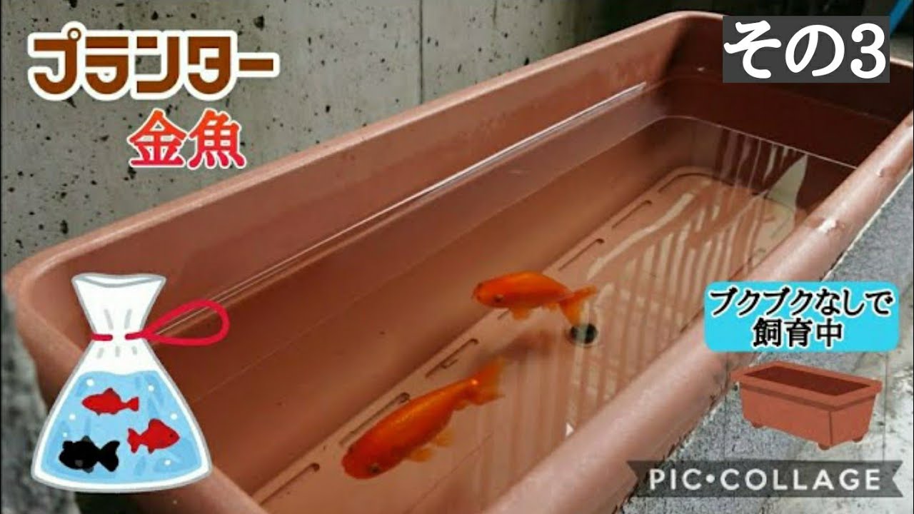 Mini Pond Goldfish Start With A Planter Daiso S Convenient Goods Ranchu Youtube