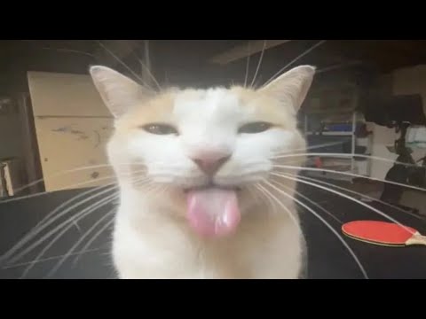 animation dump #2