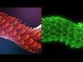 Lets create a scaled dragon tail loop with trapcode tao in after effects