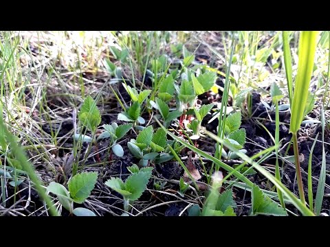 Боярышник из семян. Crataegus from seeds