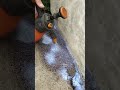 NBS Sand Fixing Agent  #coating #best #chinafactory #concrete