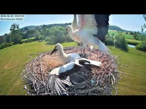 Alfeld Young Stork First Flight June 2026 live cam preview