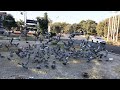 Morning Peace with Pigeons #sakoon #nature #birds #piegons #piegonlover #naturelovers #feel #vibes