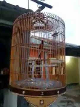 Murai Batu Bongkar Isian Serindit