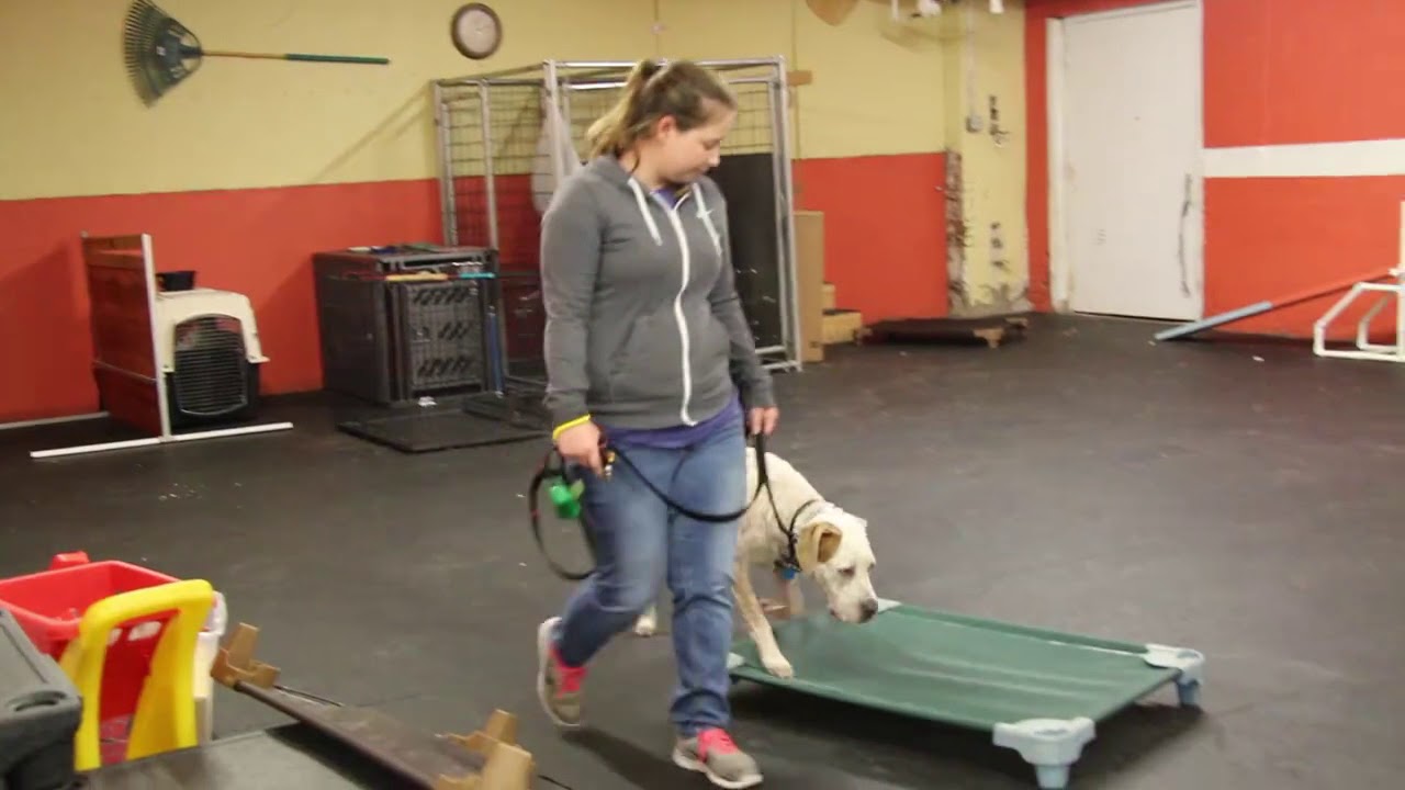 dog trainer in delhi Dog Training | Second session with Duke | Solid K9 Training Dog Training