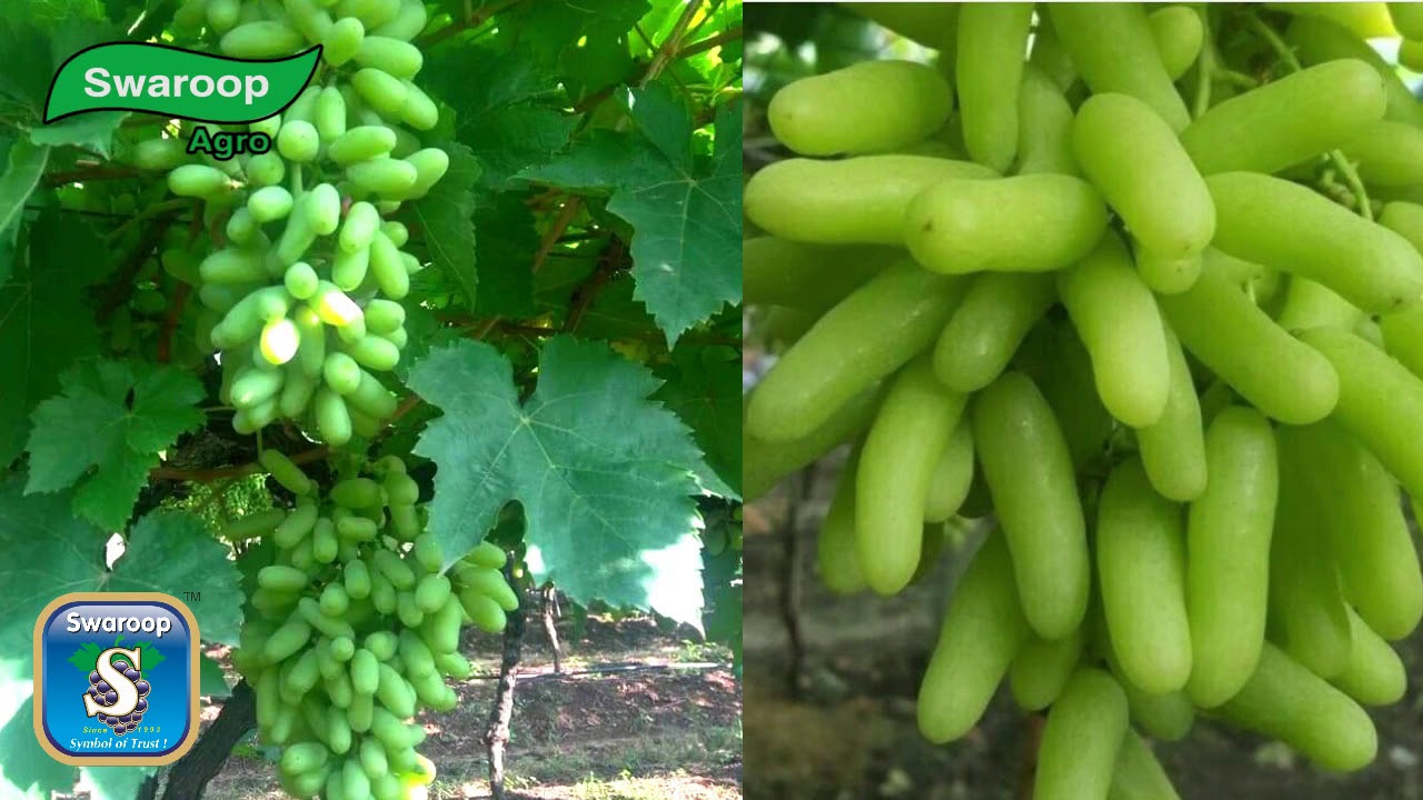Swaroop Span, Berry Elongator, Grape Berry Elongation, Grape Special