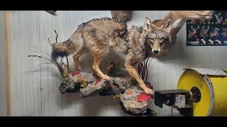 FULL LIFESIZE EASTERN COYOTE MOUNT!!