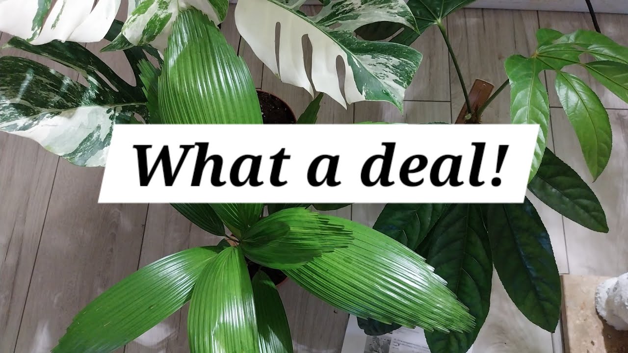 Тропические растения к Рождеству 🎄