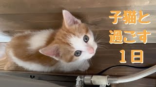 The day with cats by 猫’s（ネコズ ）チャンネル 2,746 views 2 years ago 3 minutes, 50 seconds