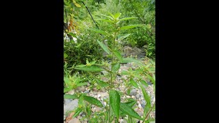 Garden Answer: Acalypha Virginica   Three Seeded Mercury