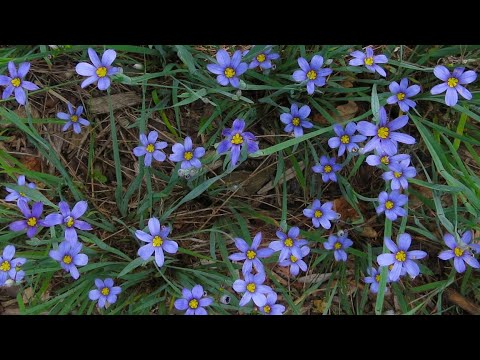 Video: Rotstuinplanten - Waar Blue Eyed Grass en de verzorging ervan te planten