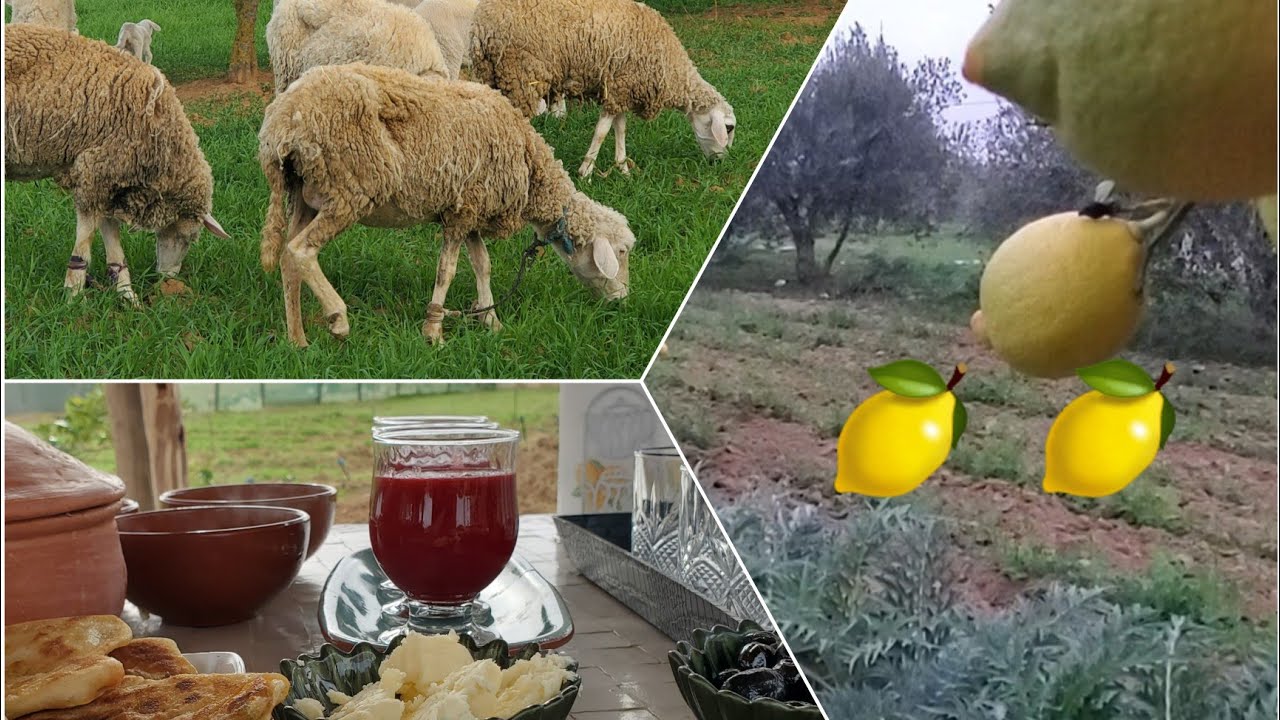 جولة صباحية مع بداية خيوط الفجر،تؤكد سحر وجمال الطبيعة الرباني😍تحضير وجبة فطور بدويةبسيطة لكن جدصحية