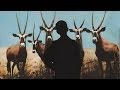 David Van Tieghem - Hunted Animals