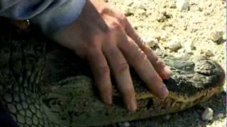 Swamp Wars- A Family and a Gator